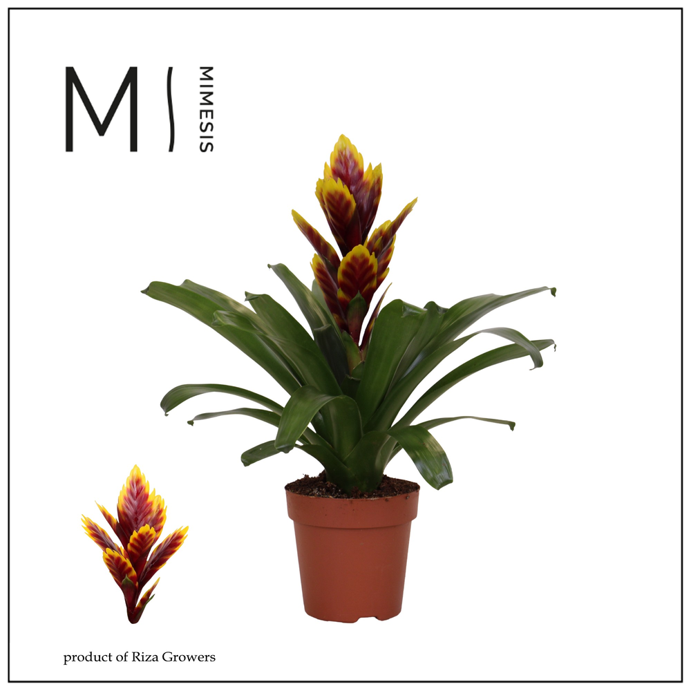 Mimesis Vriesea Intenso Purple Flame -12 cm.