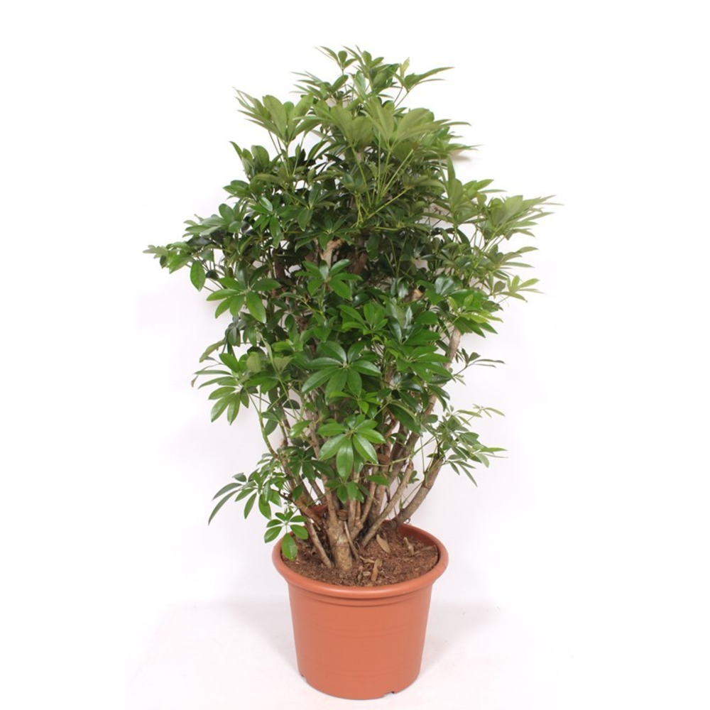 Schefflera arboricola 'Compacta'.