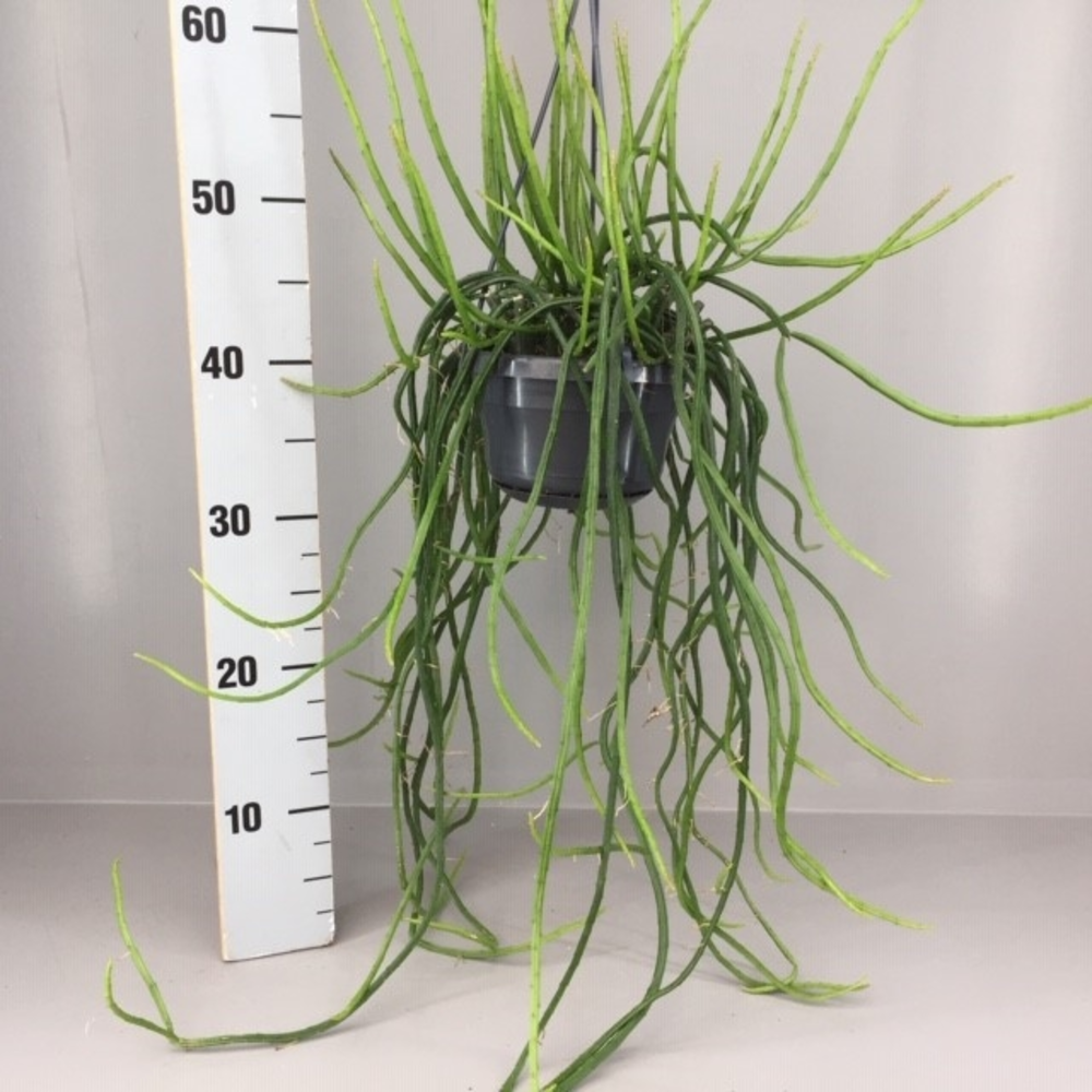 Selenicereus wrecklei.