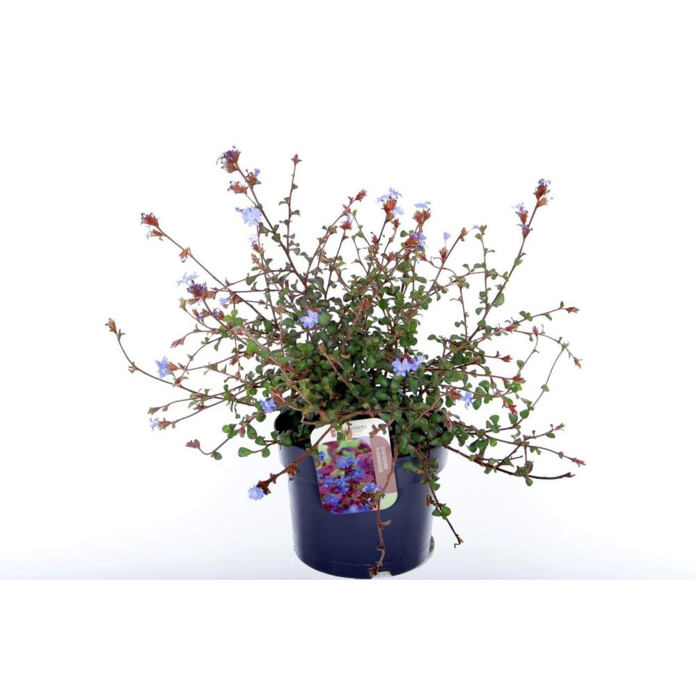 Ceratostigma plumbaginoides.