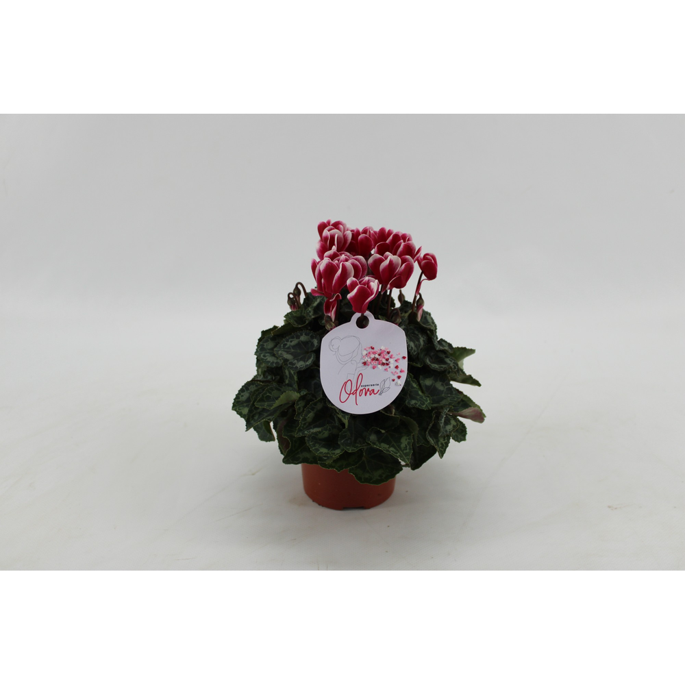 Cyclaam Odora Wine Red.