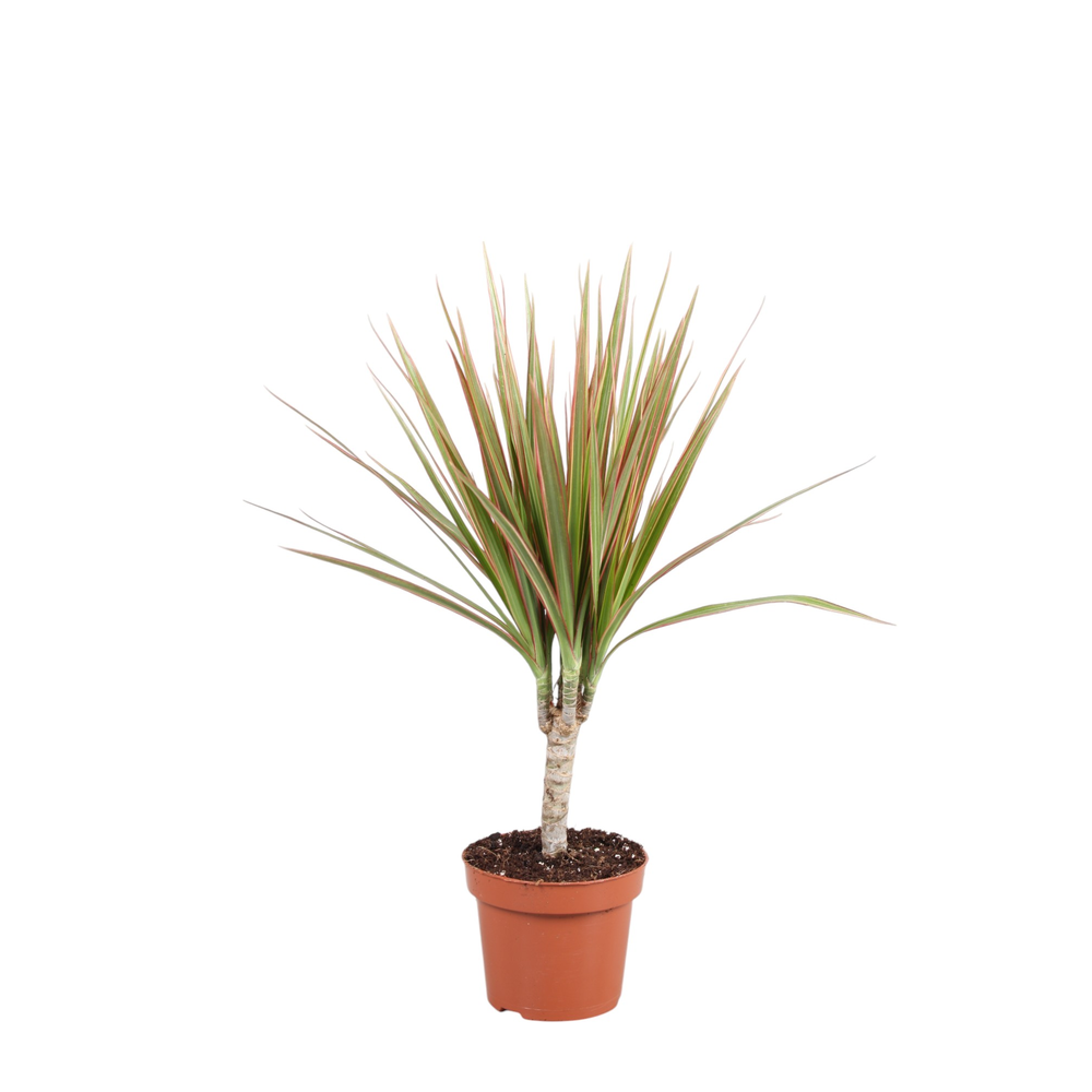 Dracaena Bicolor enkele stam.