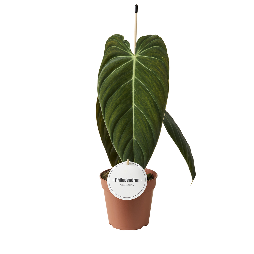 Philodendron Melanochrysum.