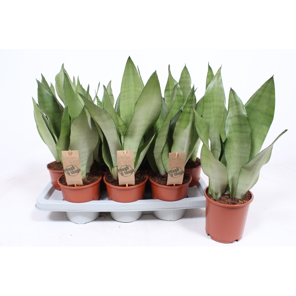 Sansevieria Moonshine.