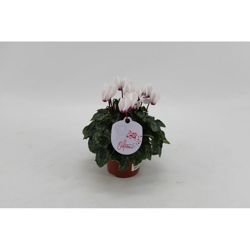 Cyclaam Odora White with Eye.