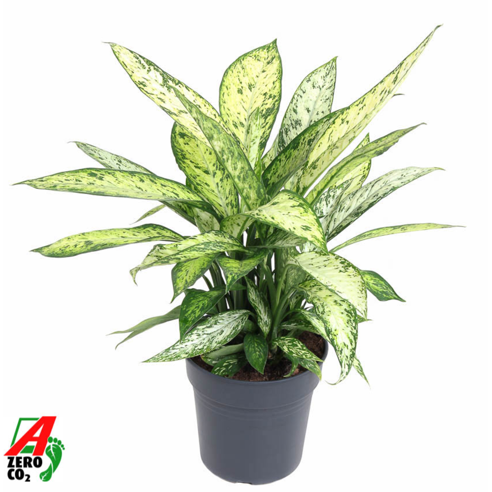 Dieffenbachia Vesuvius P24.