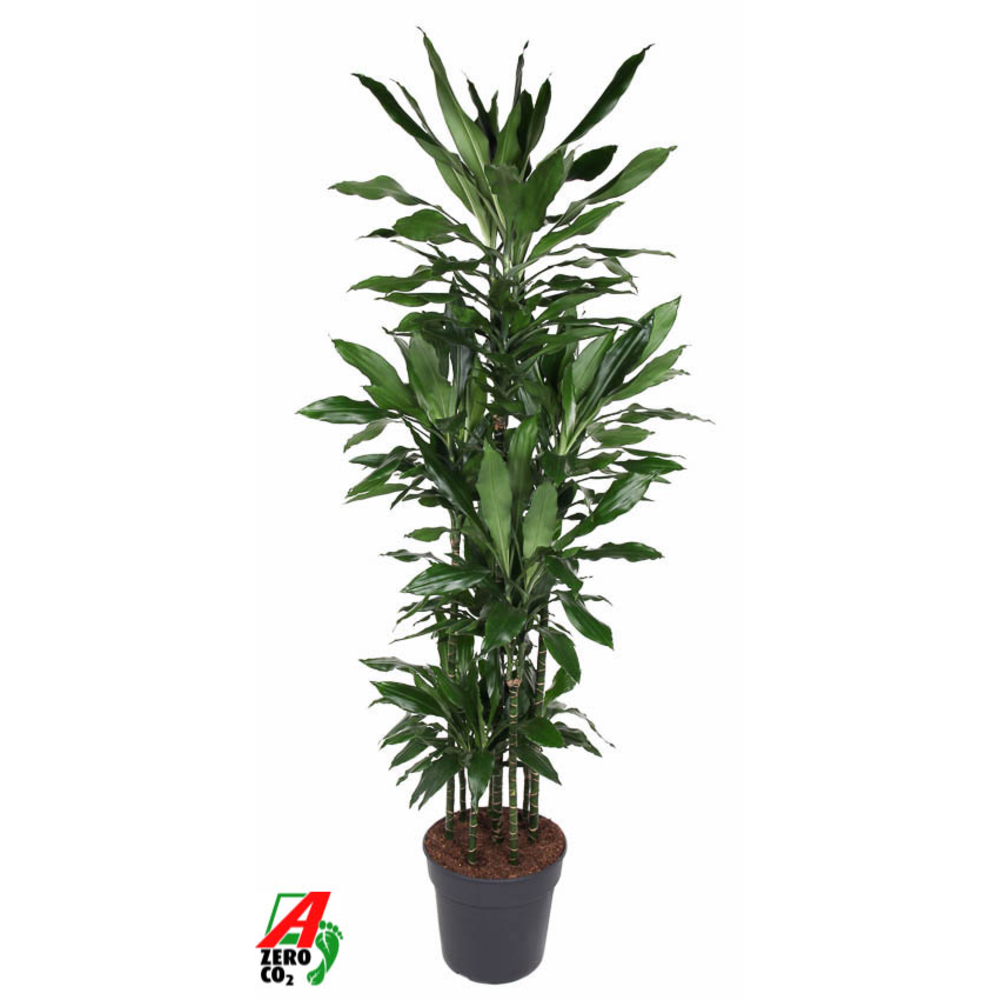 Dracaena Janet Lind 120-carrousel.