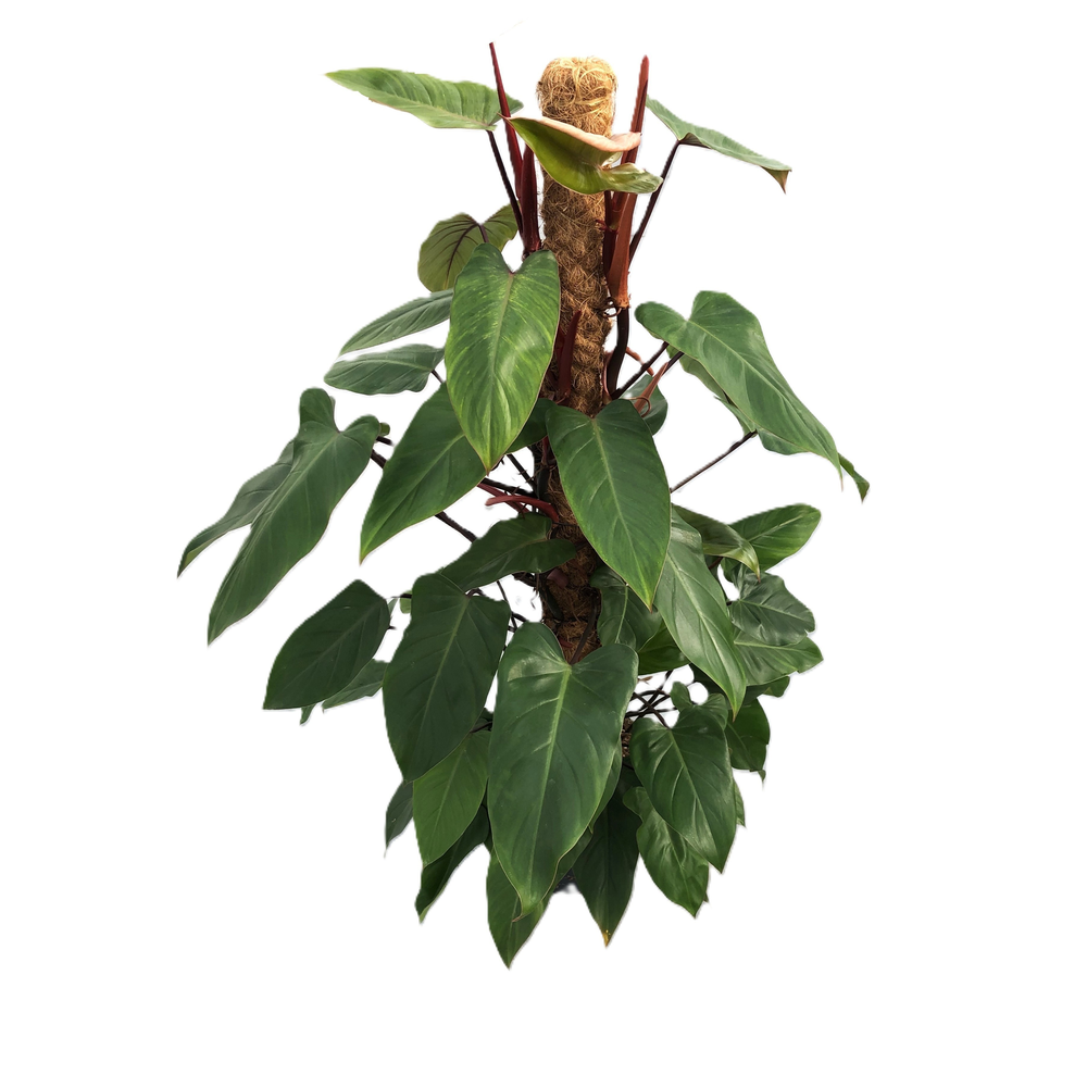 Philodendron 'Red Emerald'.