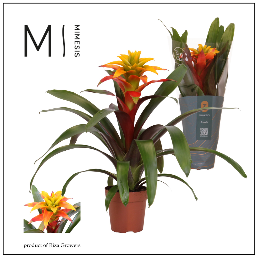 Mimesis Guzmania Fiero Yellow - 12 cm.