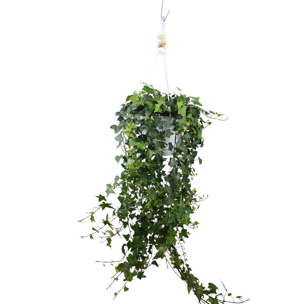 Hedera helix Anna - hang/XXL.