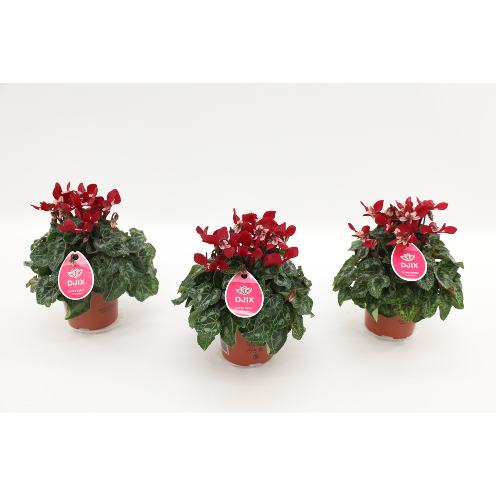 Cyclaam Djix Dark Red.