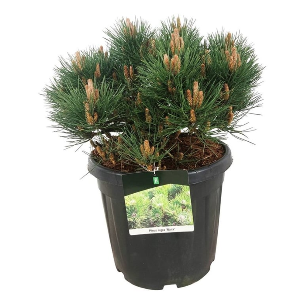 Pinus nigra 'Nana'.