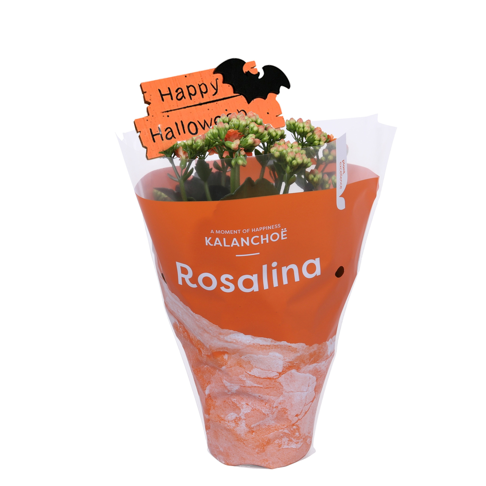 Kalanchoe Rosalina 12cm TST Don Pedro met hallowee.