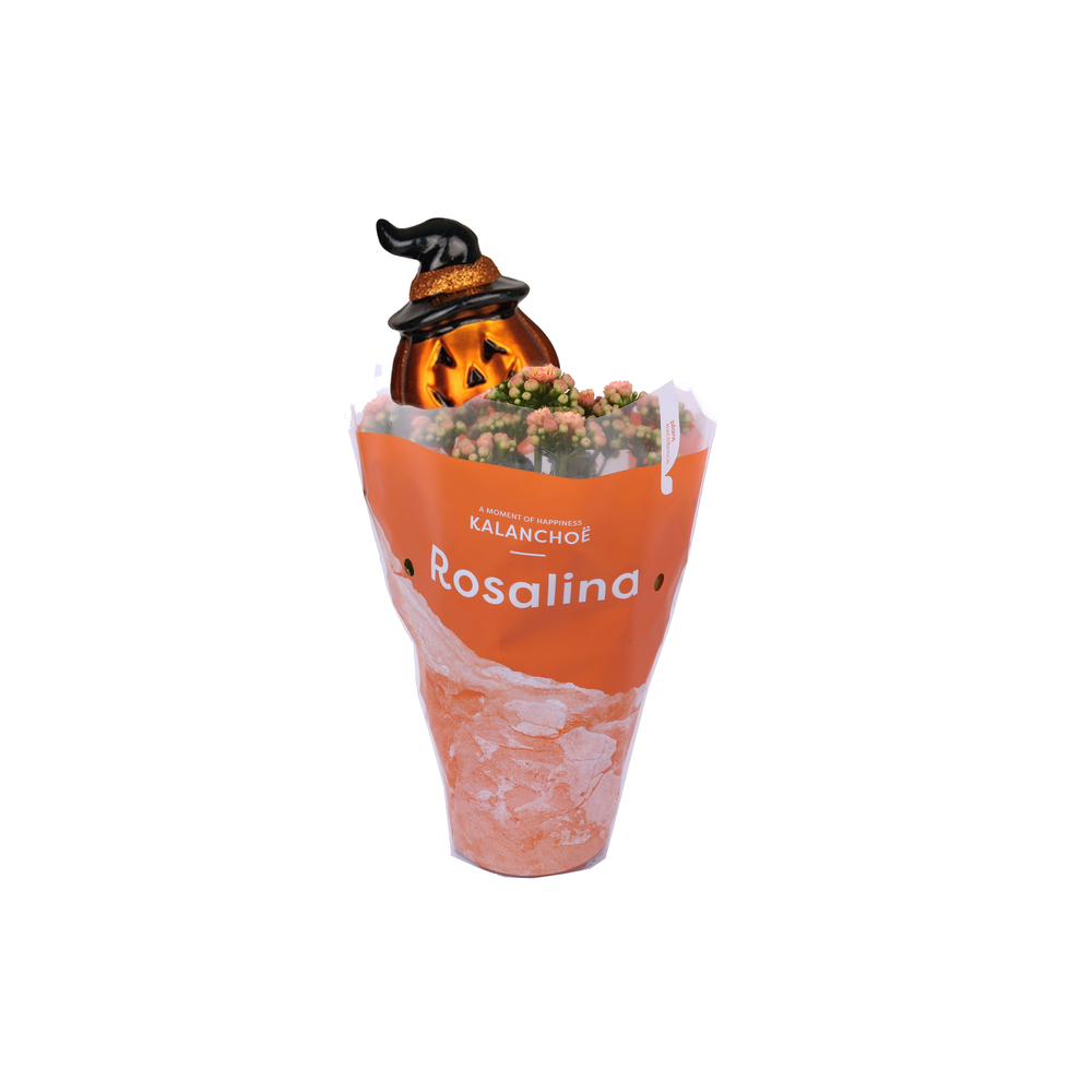 Kalanchoe Rosalina 12cm TST Don Pedro met hallowee.