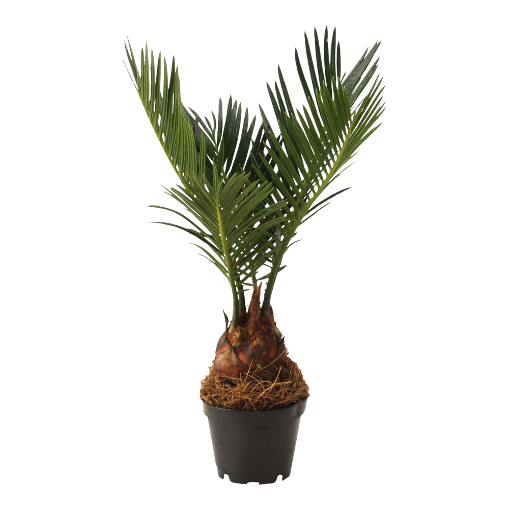 Cycas revoluta 6 cm, 3+ veren.