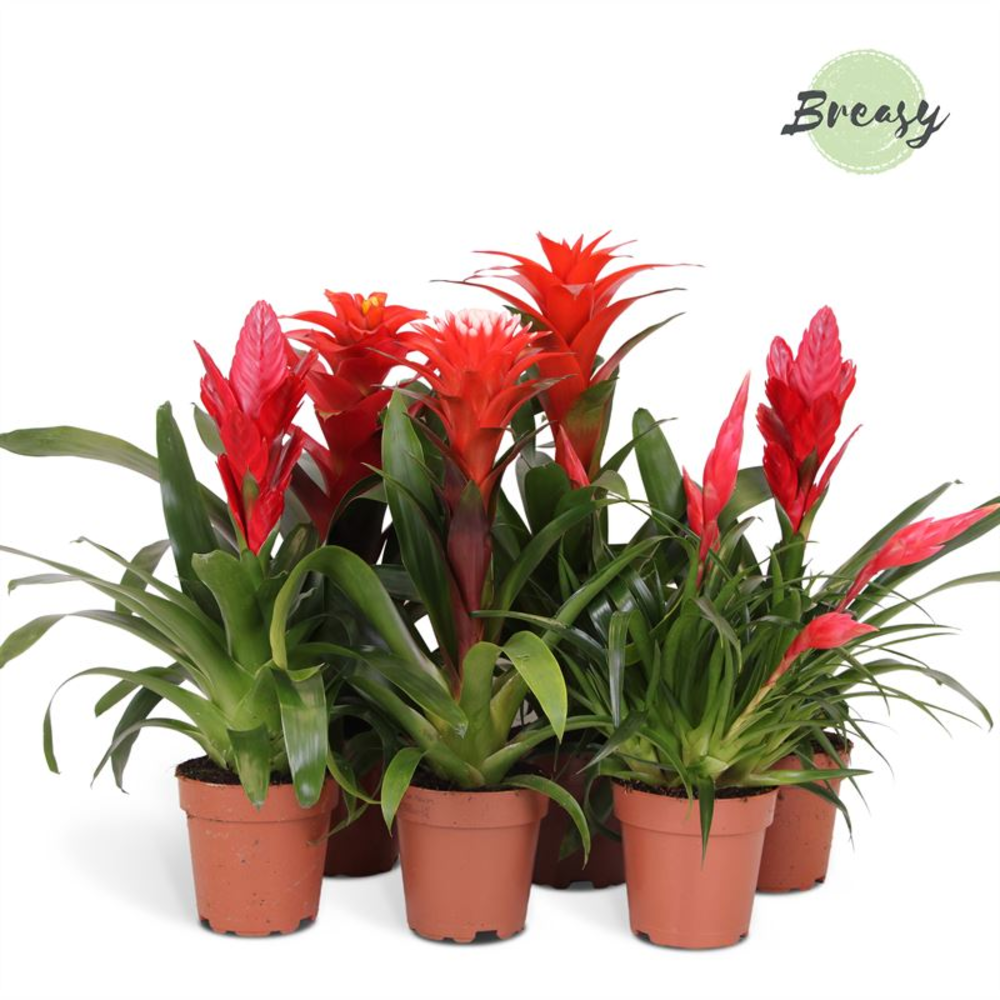 Bromelia Red Family.