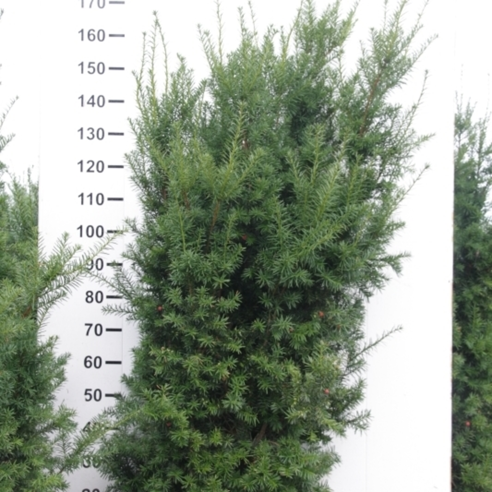 Taxus media 'Hicksii'.