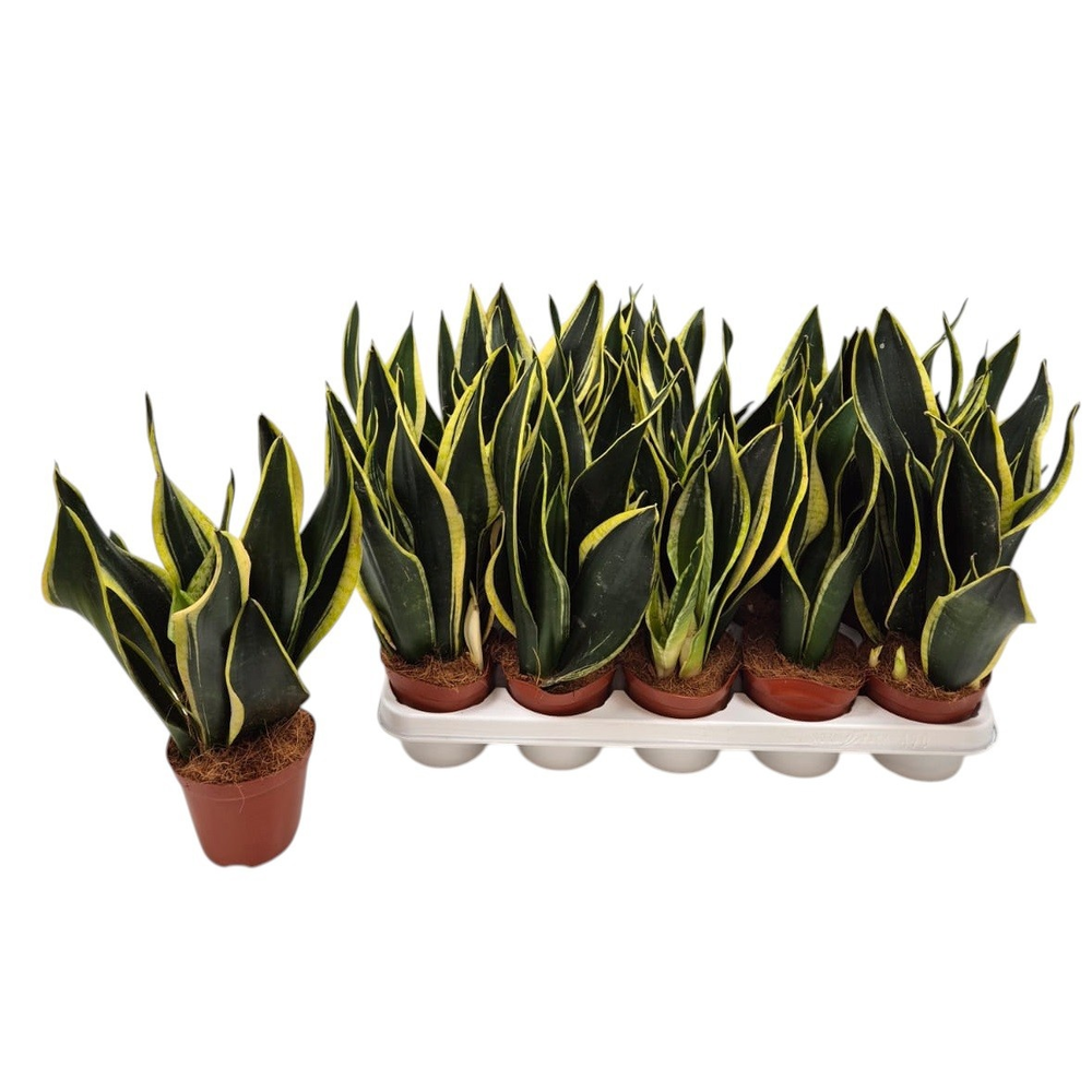 Sansevieria Futura Black.