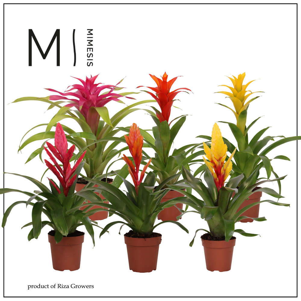 Mimesis Bromelia Cupcake - 12 cm.