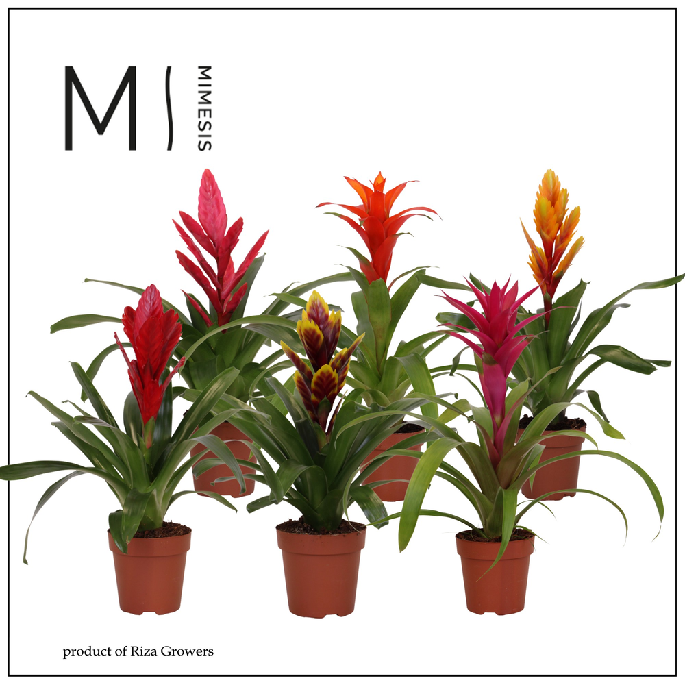 Mimesis Bromelia Classic - 12 cm.