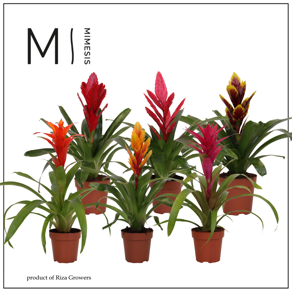 Mimesis Bromelia Classic - 12 cm.