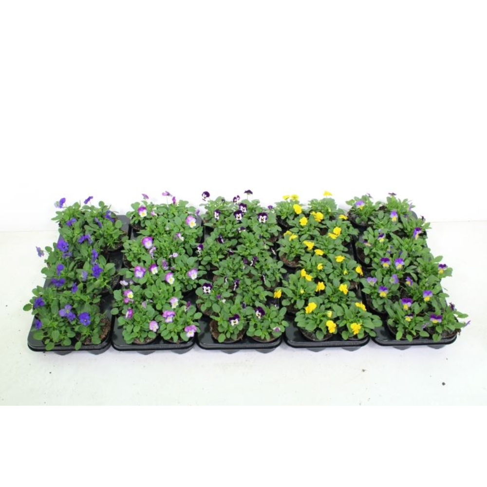 Viola cornuta mix.