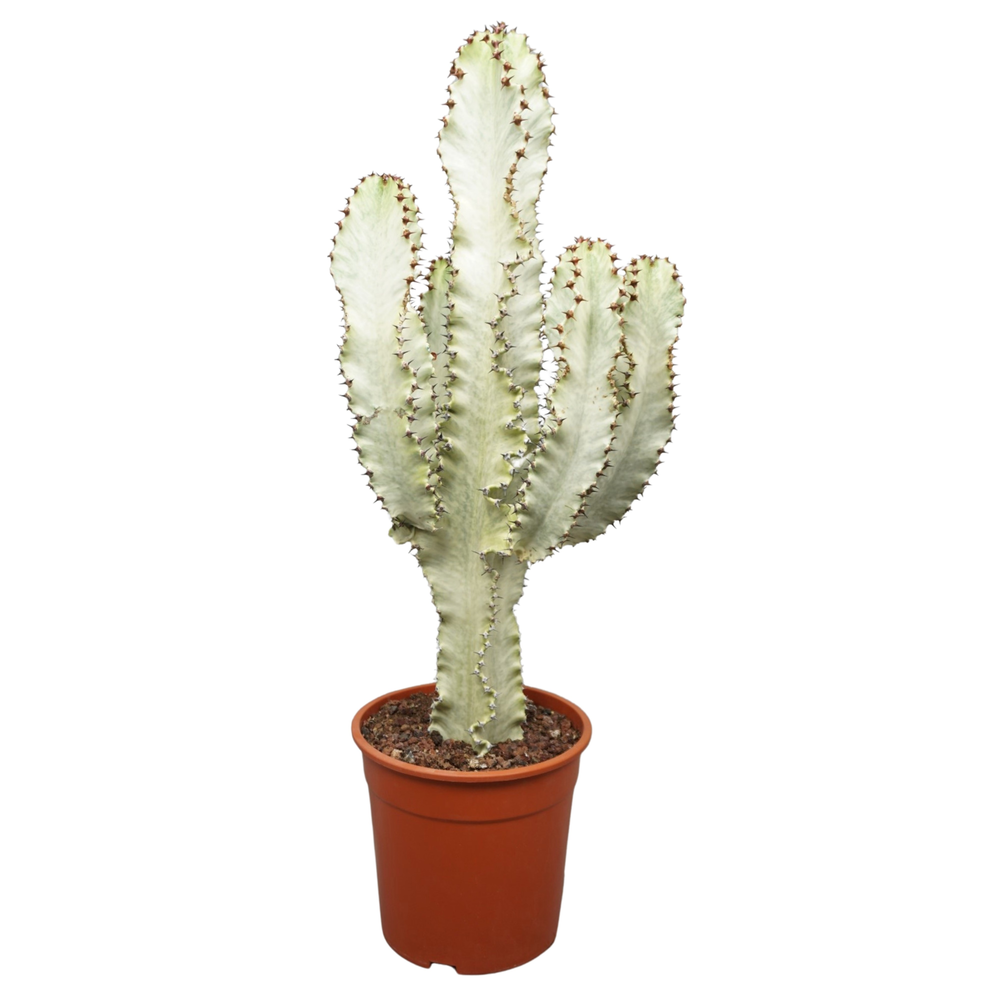 Euphorbia marmorata in plastic pot 24 cm.