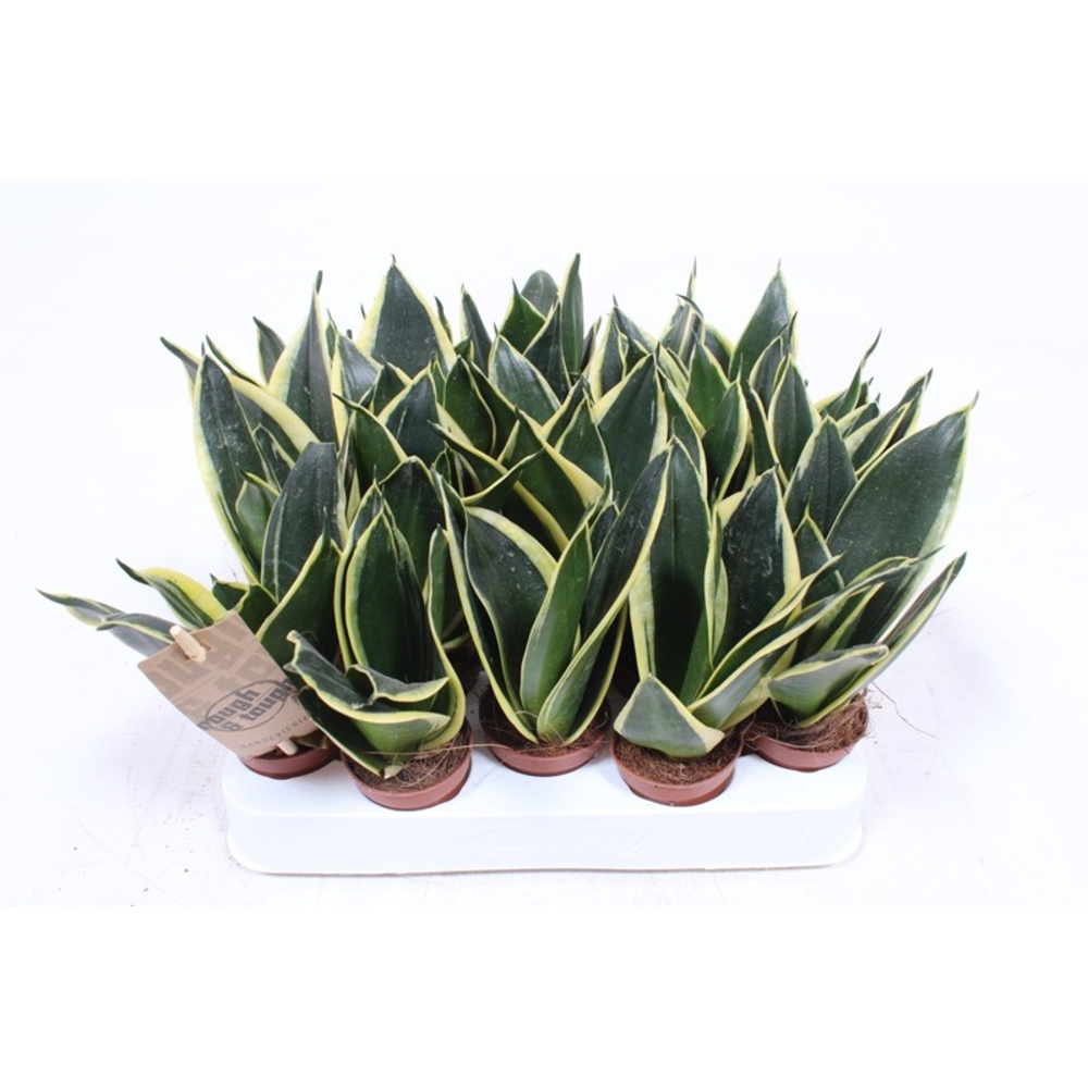 Sansevieria Golden Hahnii Black.
