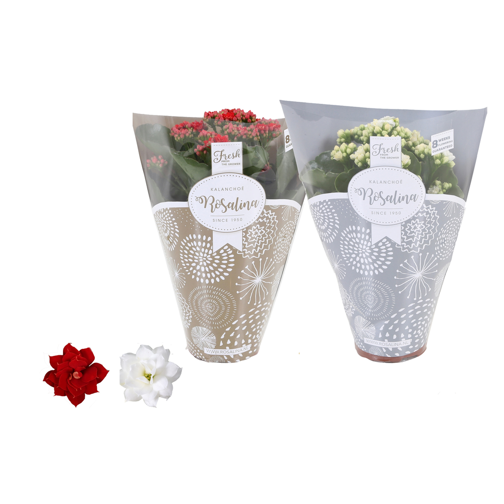 Kalanchoe Rosalina 12cm TST rood/wit, Goud en zilv.