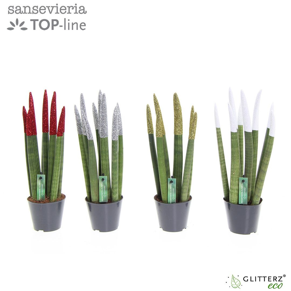 Sansevieria VELVET TOUCHZ® ECO GLITTERZ® Mix.