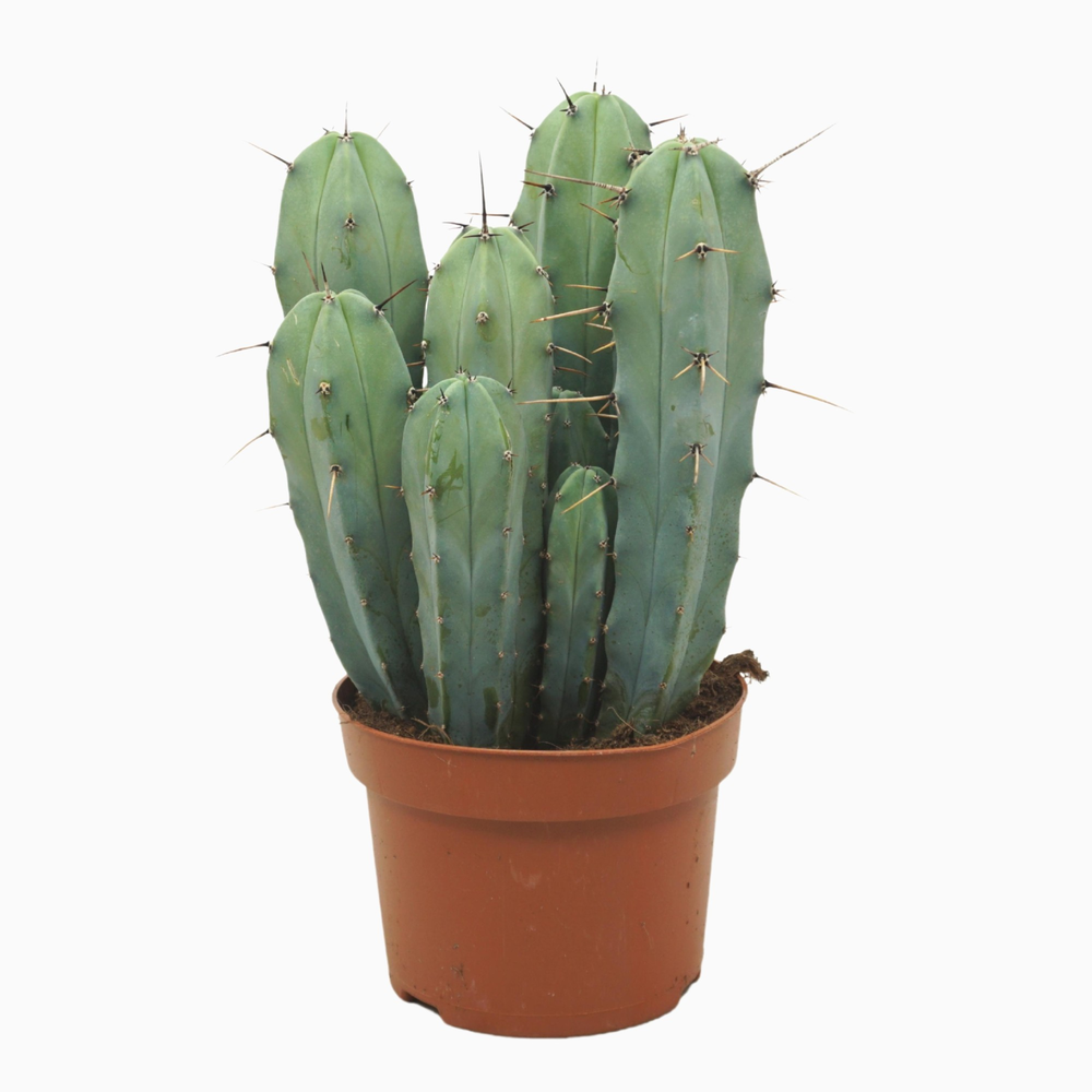 Myrtillocactus geometrizans groep 13 cm.