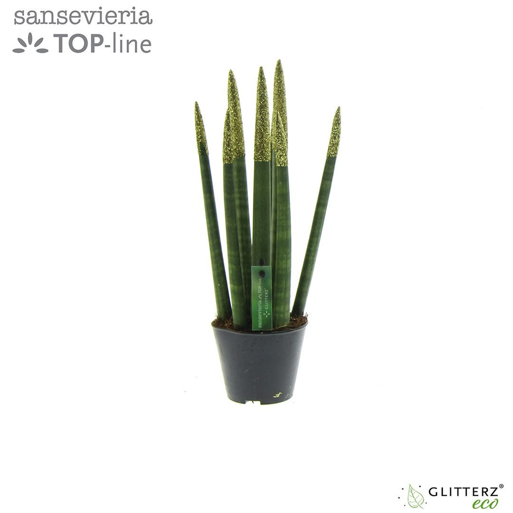 Sansevieria VELVET TOUCHZ® ECO GLITTERZ® Goud.
