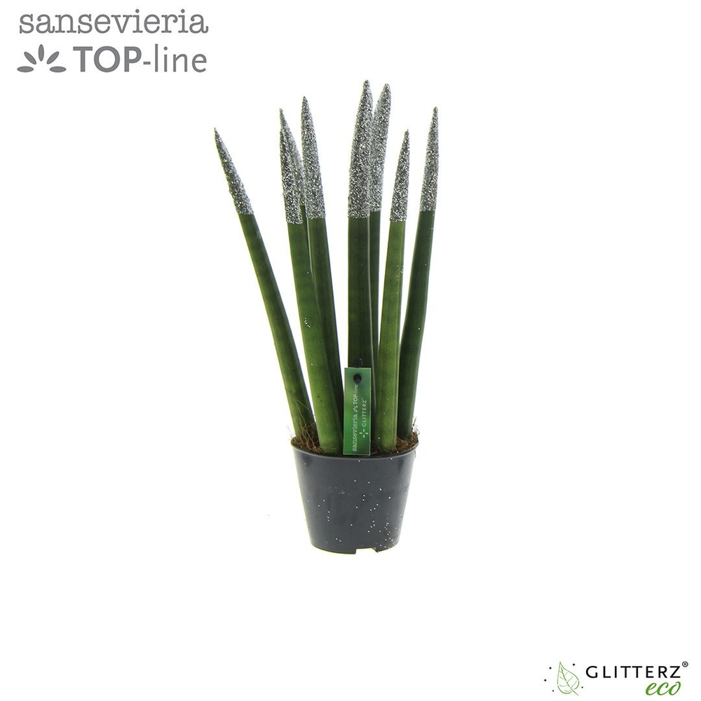 Sansevieria VELVET TOUCHZ® ECO GLITTERZ® Zilver.