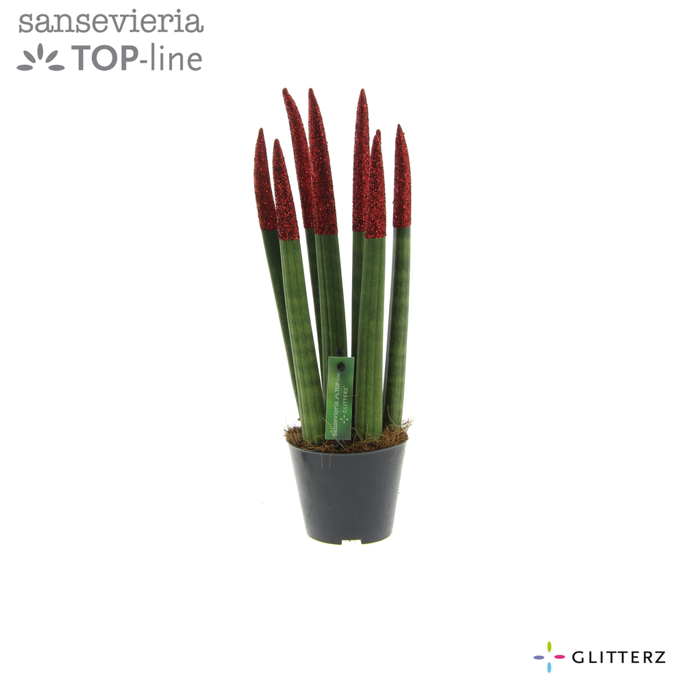 Sansevieria VELVET TOUCHZ® ECO GLITTERZ® Rood.