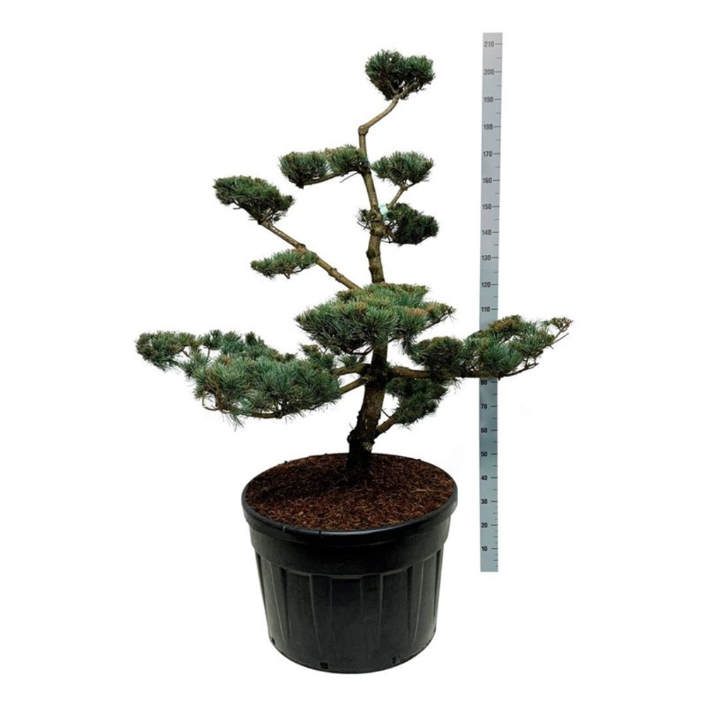 Pinus parv. 'Negishi'.