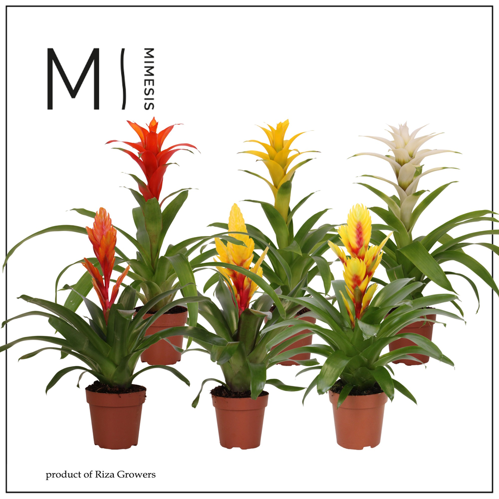 Mimesis Bromelia Modern - 12 cm.