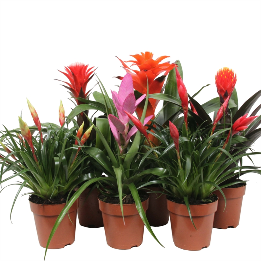 Bromelia Royal Cupcake.