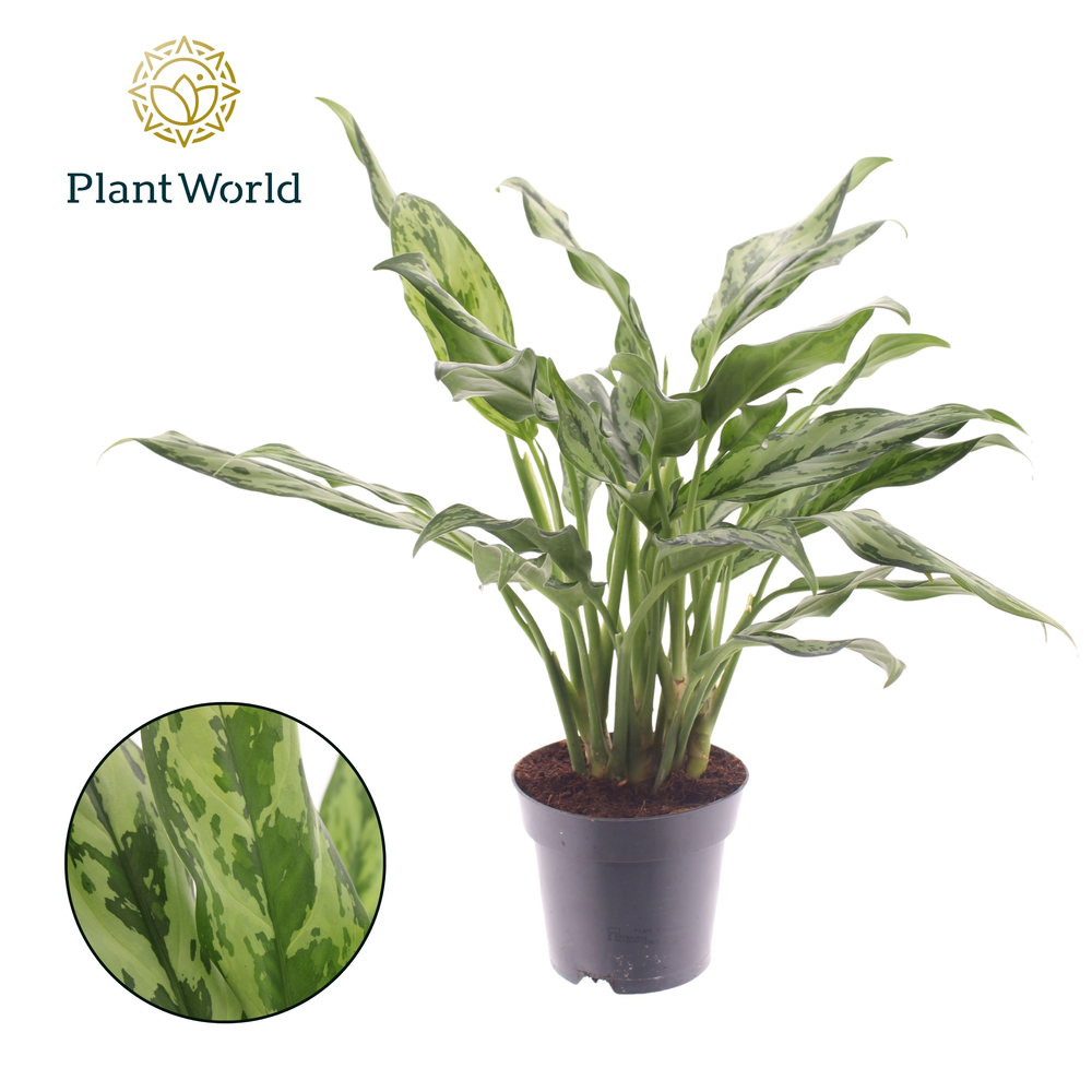 Aglaonema Juliette.