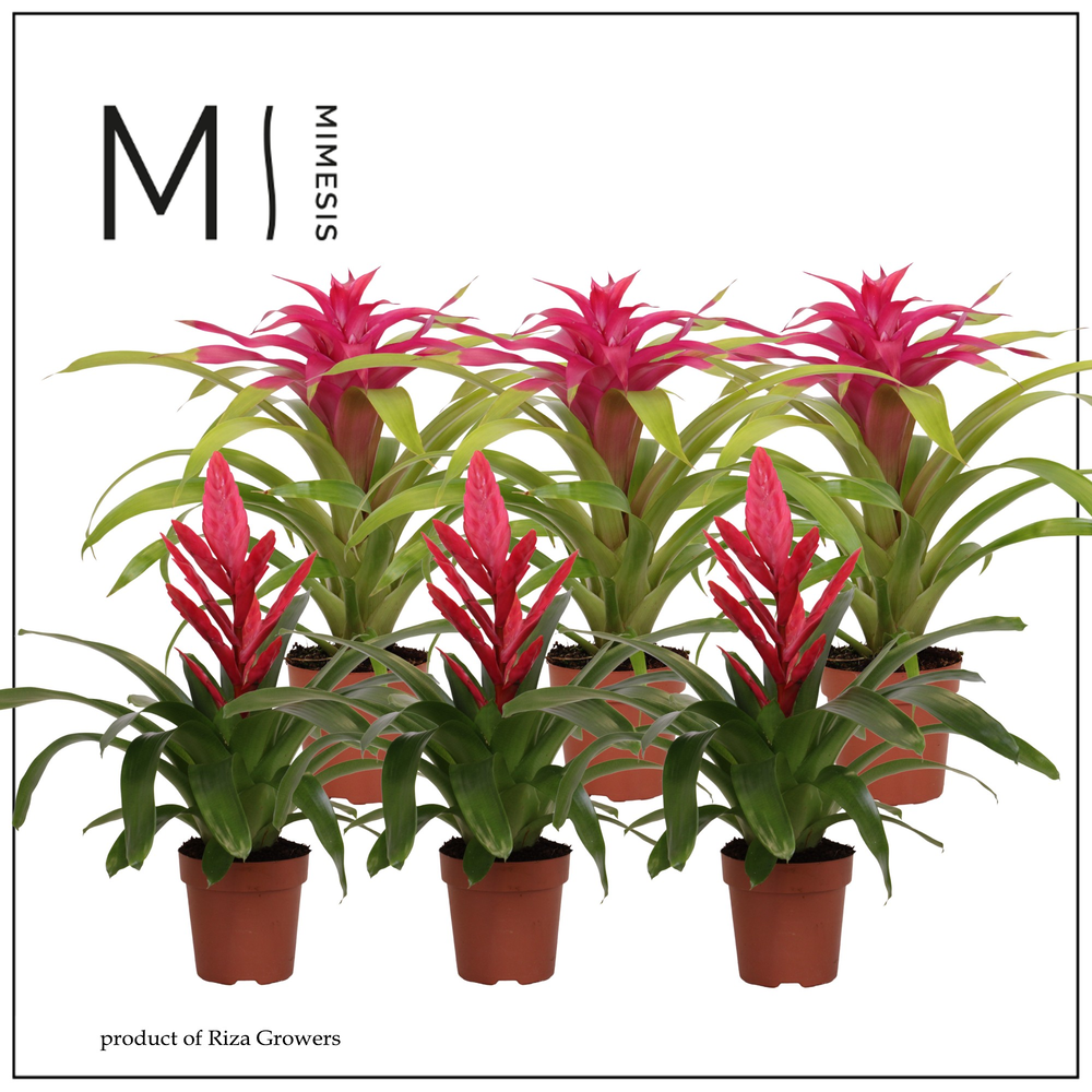 Mimesis Bromelia Pink - 12 cm.