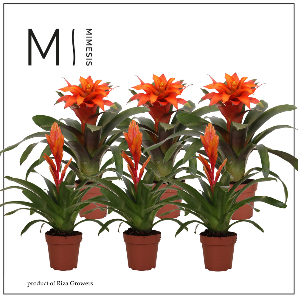 Mimesis Bromelia Orange - 12 cm.