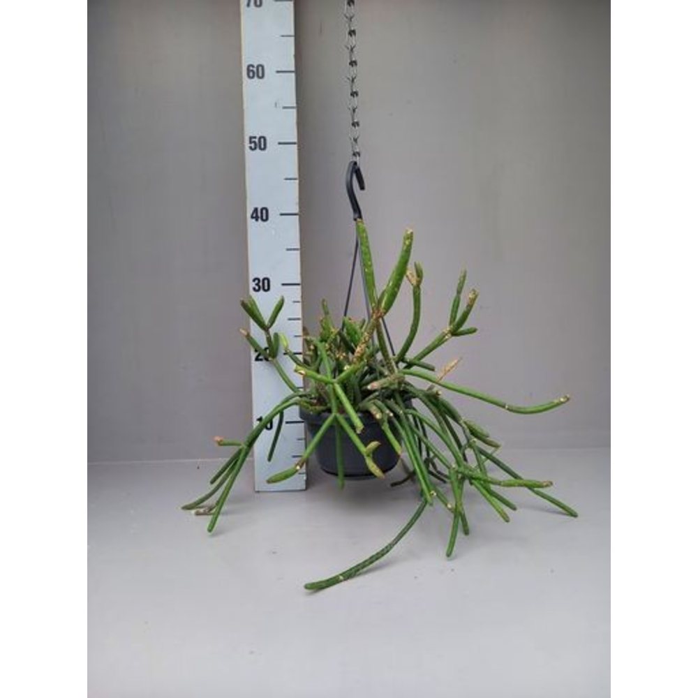 Rhipsalis pulvinigerum.