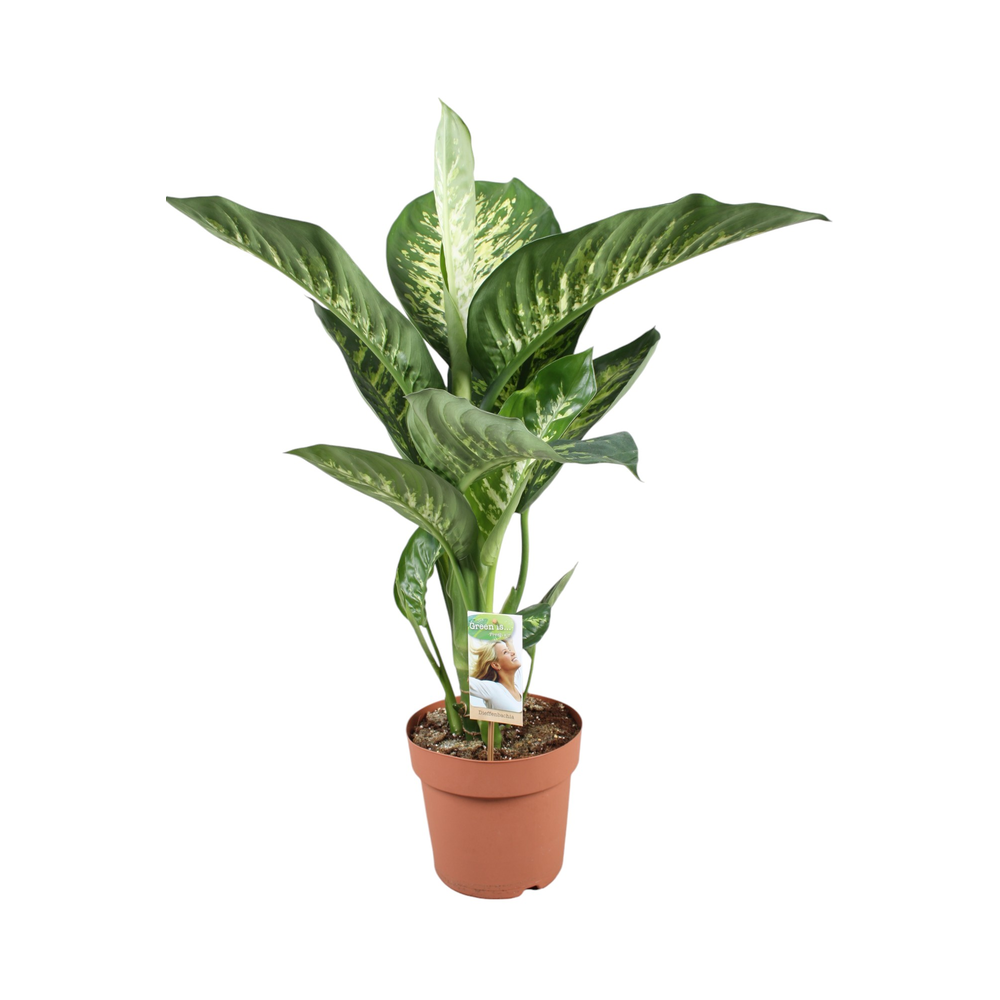 Dieffenbachia Tropic Snow.