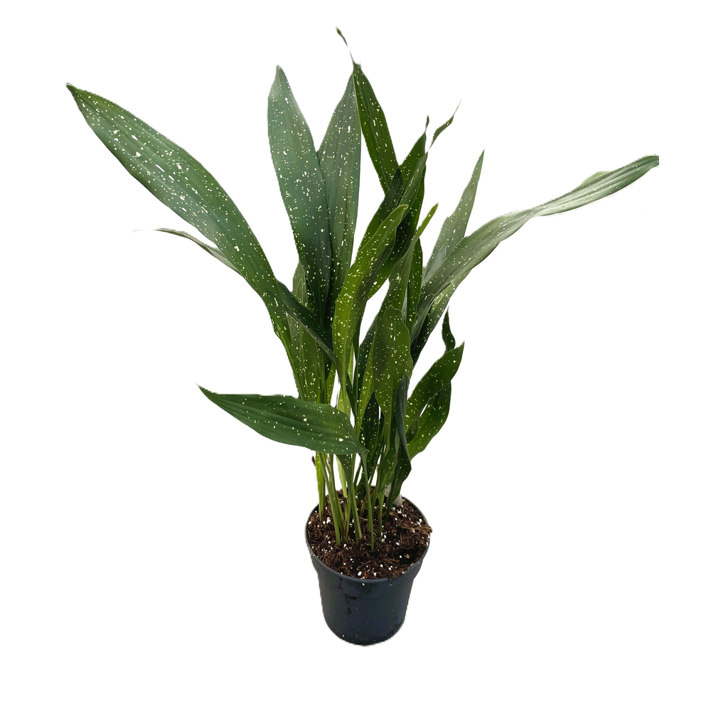 Aspidistra vietnamensis "Milky Way".