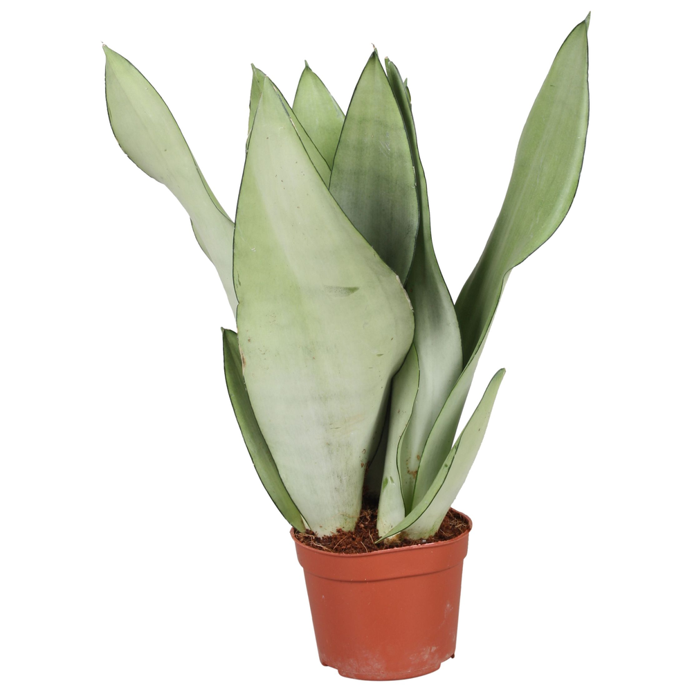 Sansevieria Moonshine.