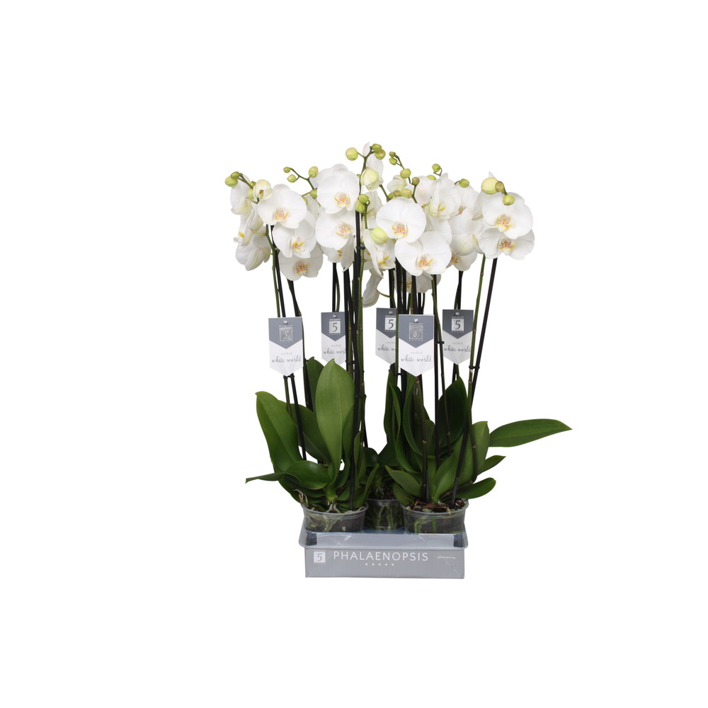 Phalaenopsis White World, 3-spike.