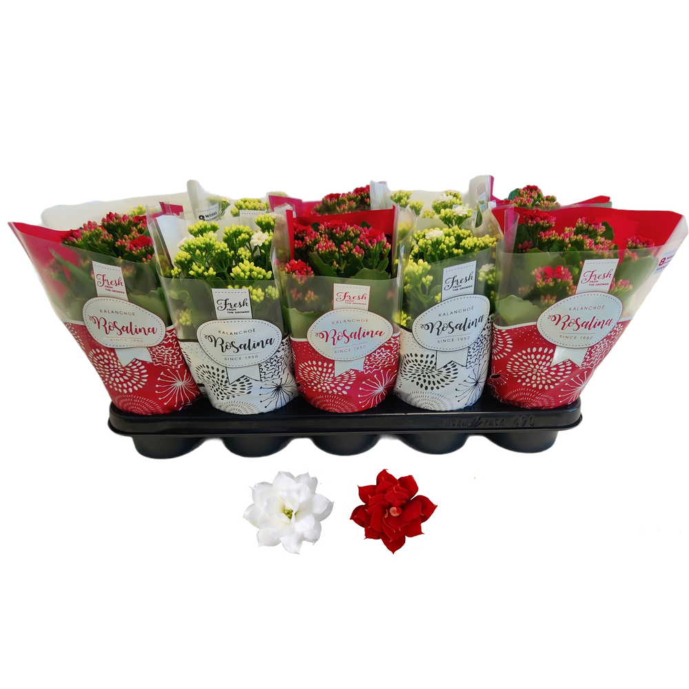Kalanchoe Rosalina 12cm TST rood/wit, Hoes Kerst.