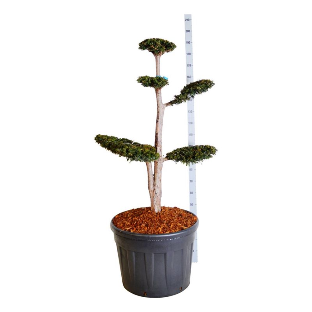 Taxus b. 'Dovastoniana'.