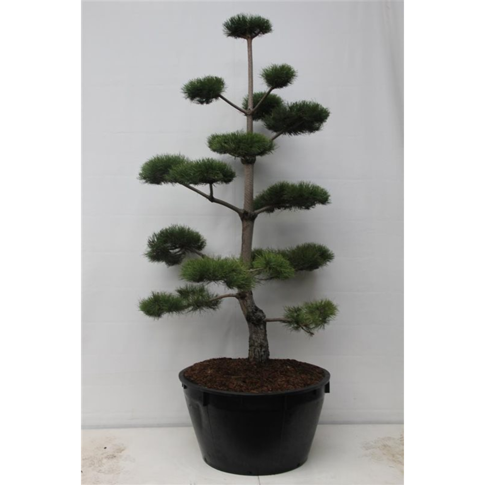 Pinus nigra nigra.