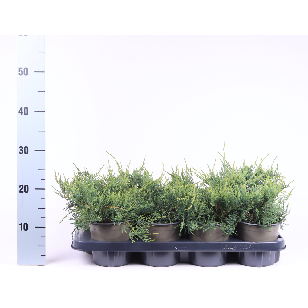 Juniperus virginiana ' Grey Owl'.
