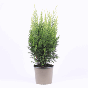 Chamaecyparis lawsoniana 'White Spot'.
